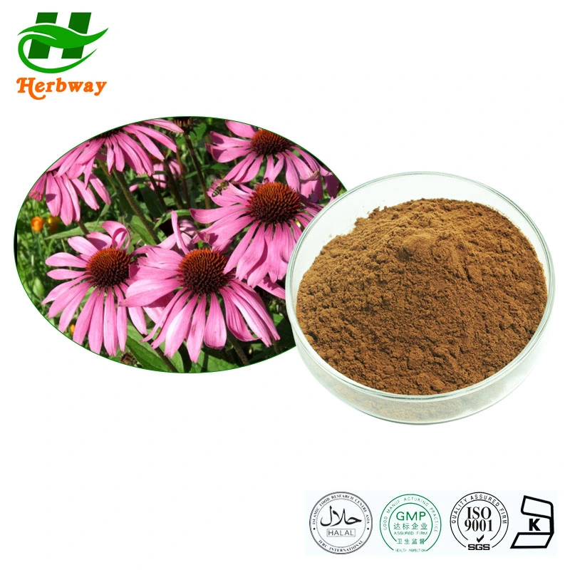 Herbway Botanical Powder 4% Chicoric Acid Echinacea Angustifolia Echinacea Purpurea Extract