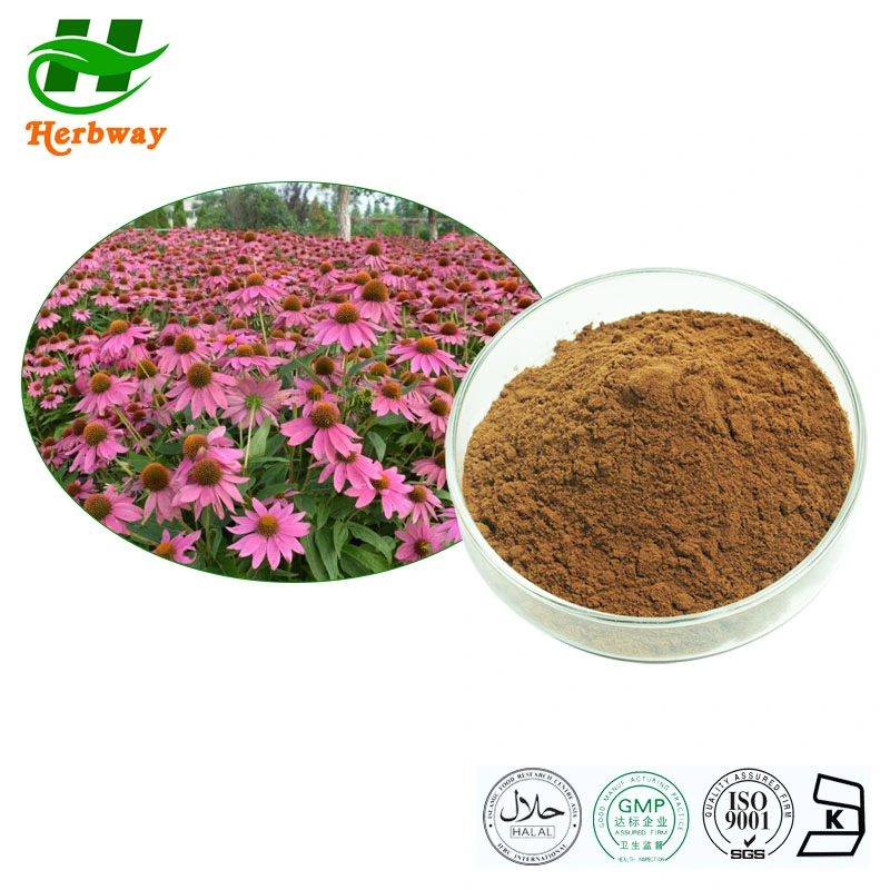 Herbway Hot Selling Echinacea Angustifolia Extract Natural Echinacea Powder Angustifolia Extract Food Grade Echinacea Purpurea Extract Powder