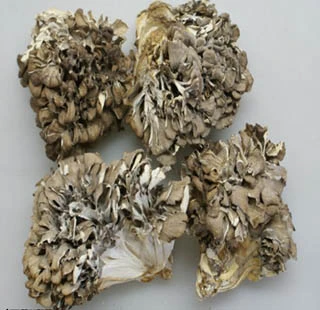 Maiitake Mushroom Extract Straight Powder for Functional Food