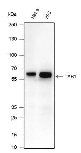 Tab1 Monoclonal Antibody